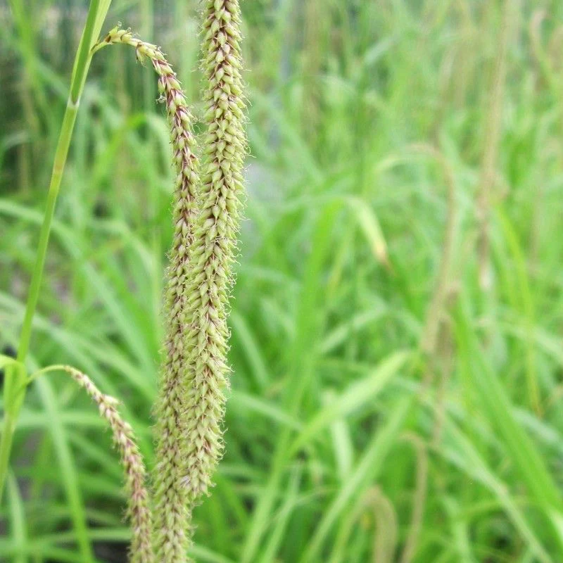 Anglo Aquatics Carex Pendula 9cm - Image 2