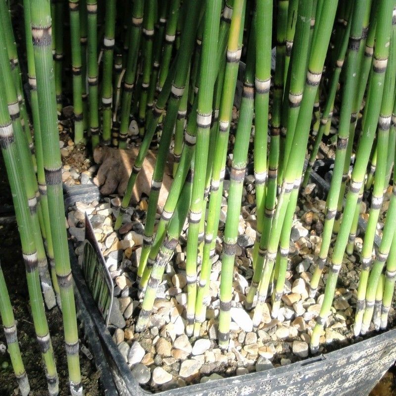 Anglo Aquatics Equisetum Hyemale 5 Litre - Image 2