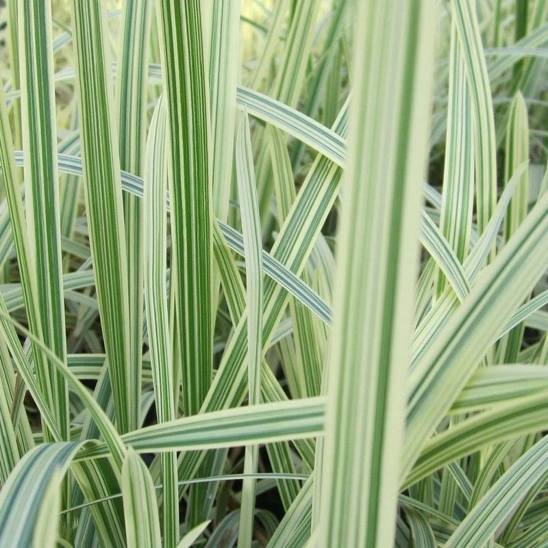 Anglo Aquatics Glyceria Maxima Variegata 9cm 3 Pack - Image 2
