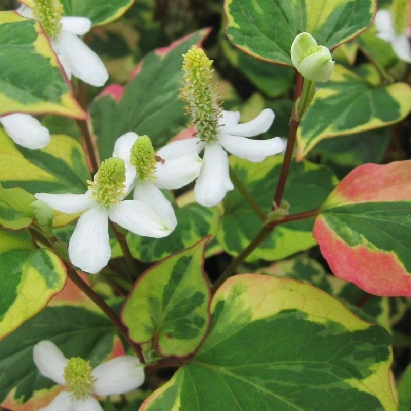 Anglo Aquatics Houttuynia Cordata 'Chameleon' 9cm - Image 2