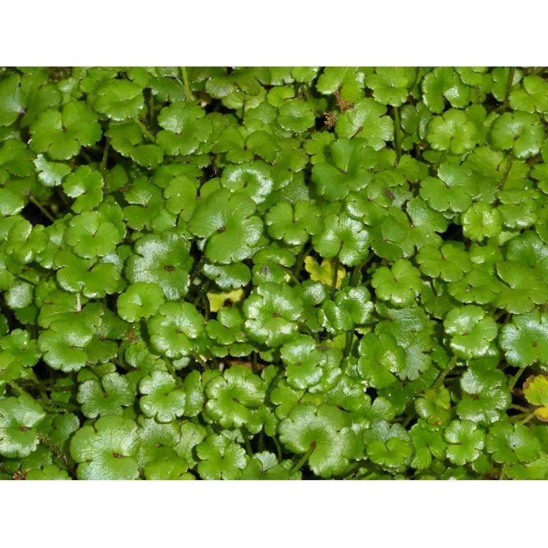 Anglo Aquatics Hydrocotyle Nova Zealand 9cm - Image 2