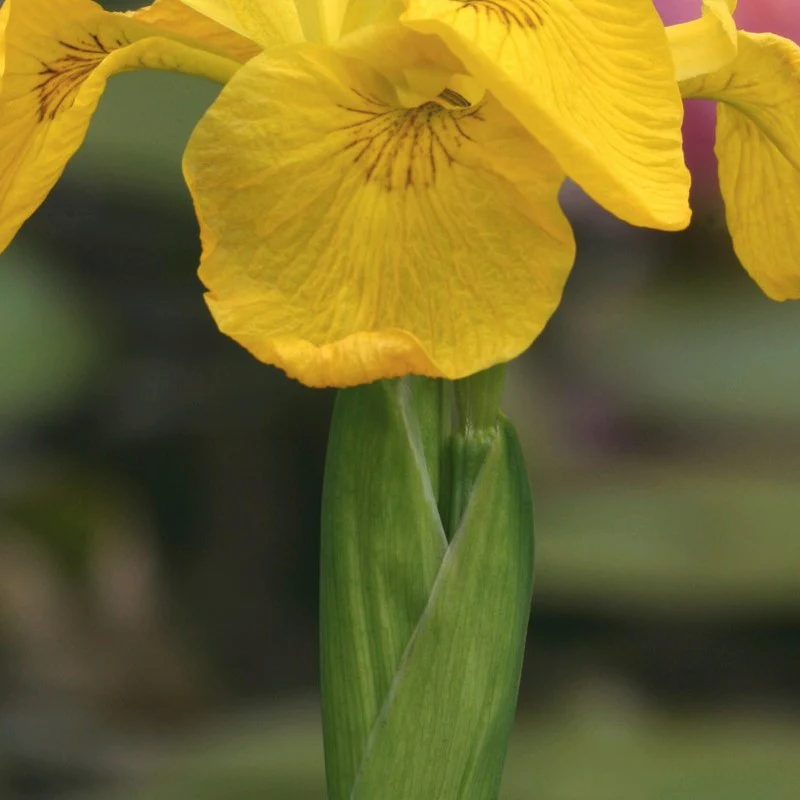 Anglo Aquatics Iris Pseudacorus 3 Litre - Image 3