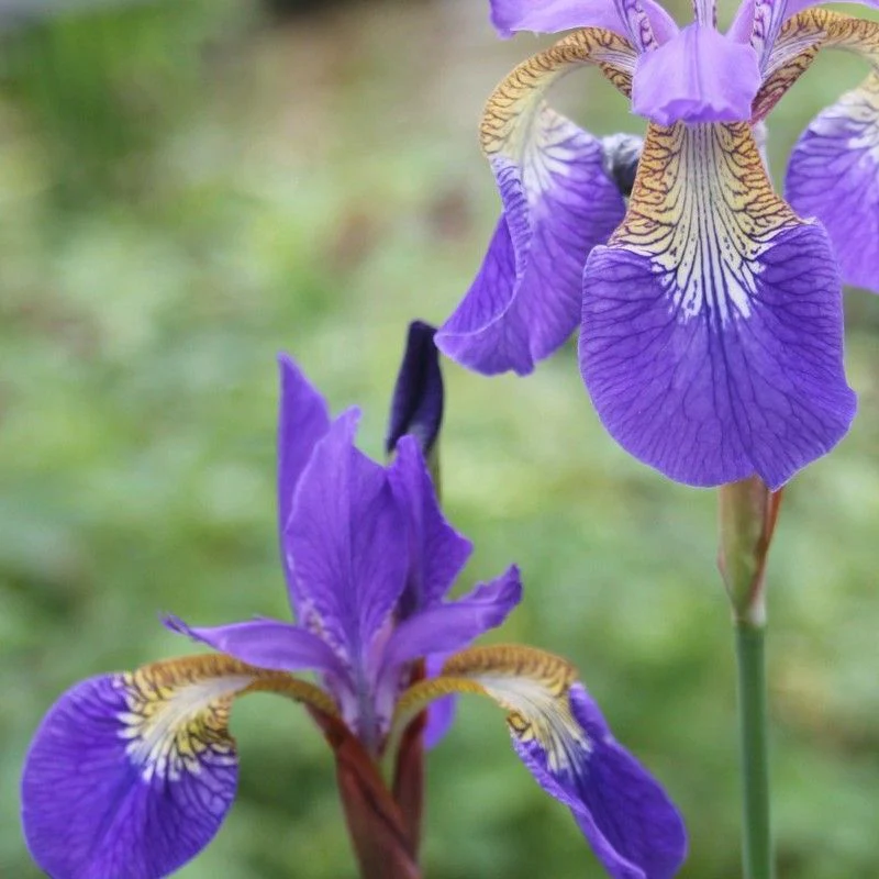 Anglo Aquatics Iris Sibirica 9cm 3 Pack - Image 2