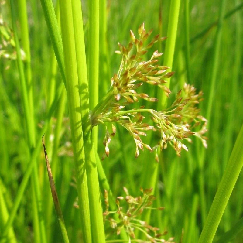 Anglo Aquatics Juncus Effusus 3 Litre - Image 2