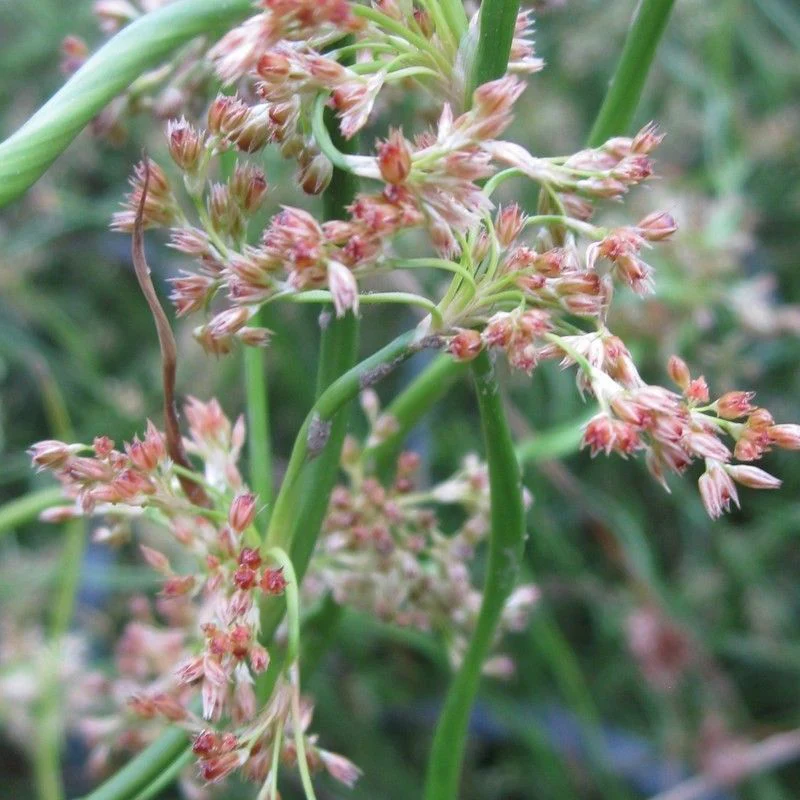 Anglo Aquatics Juncus Effusus Spiralis 9cm - Image 2