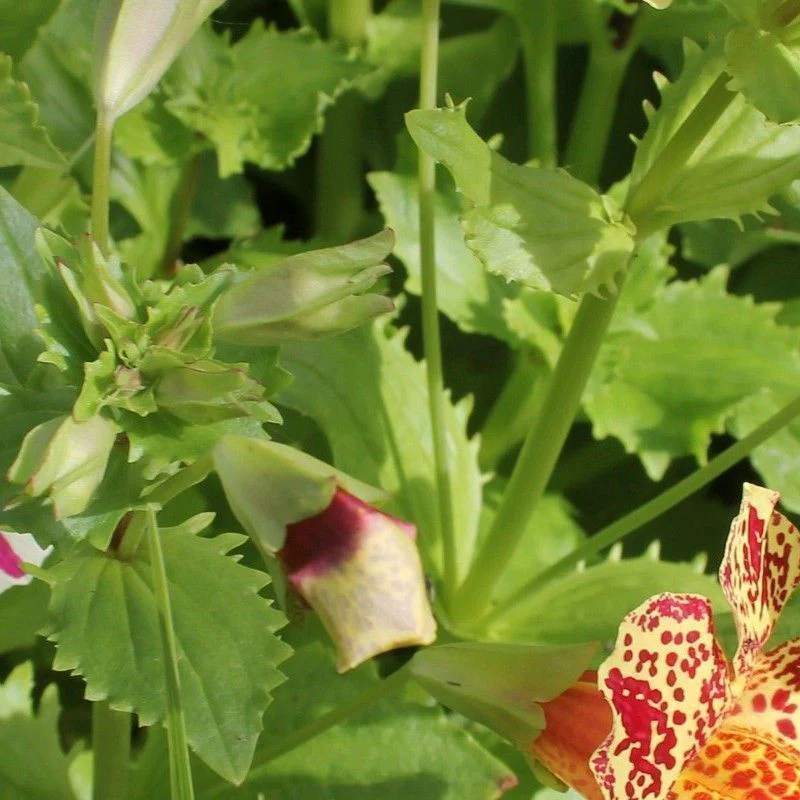 Anglo Aquatics Mimulus Luteus 'Queens Prize' 9cm 3 Pack - Image 2