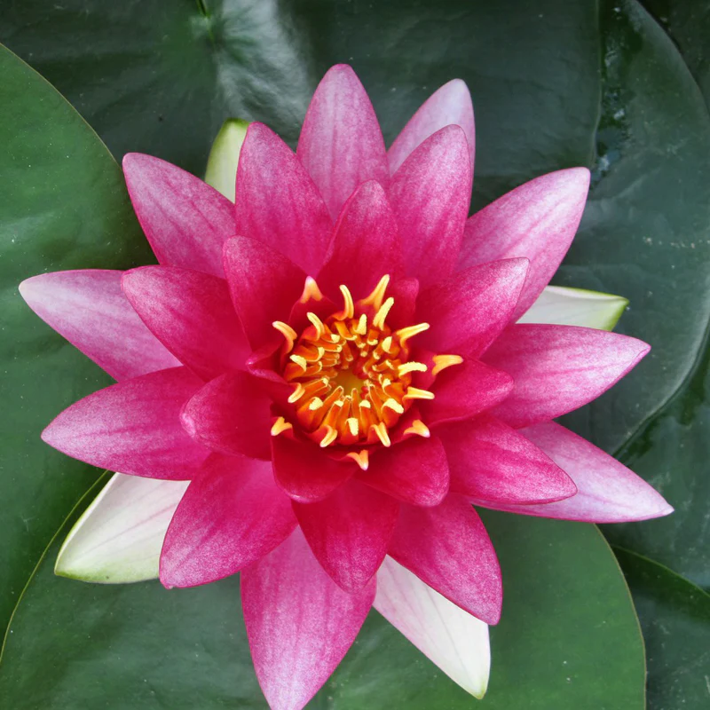 Anglo Aquatics Nymphaea Attraction 10 Litre - Image 4
