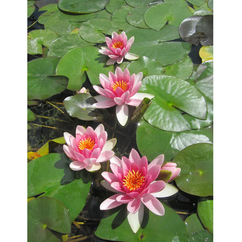 Anglo Aquatics Nymphaea Attraction 30 Litre - Image 3