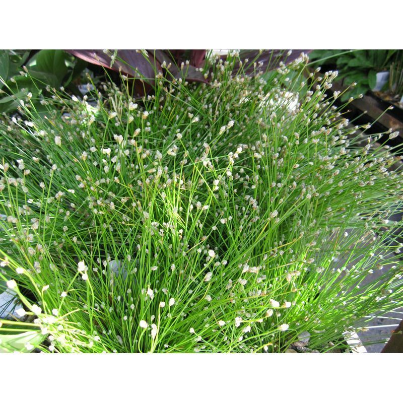Anglo Aquatics Scirpus Cernuus 2 Litre - Image 2