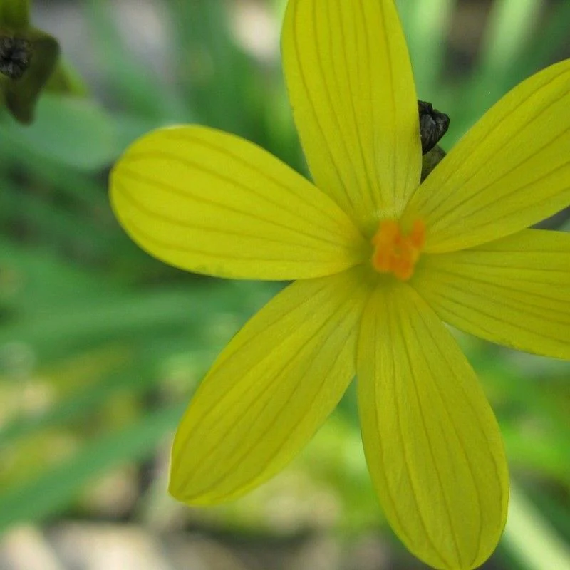 Anglo Aquatics Sisyrinchium Californicum 9cm 3 Pack - Image 2