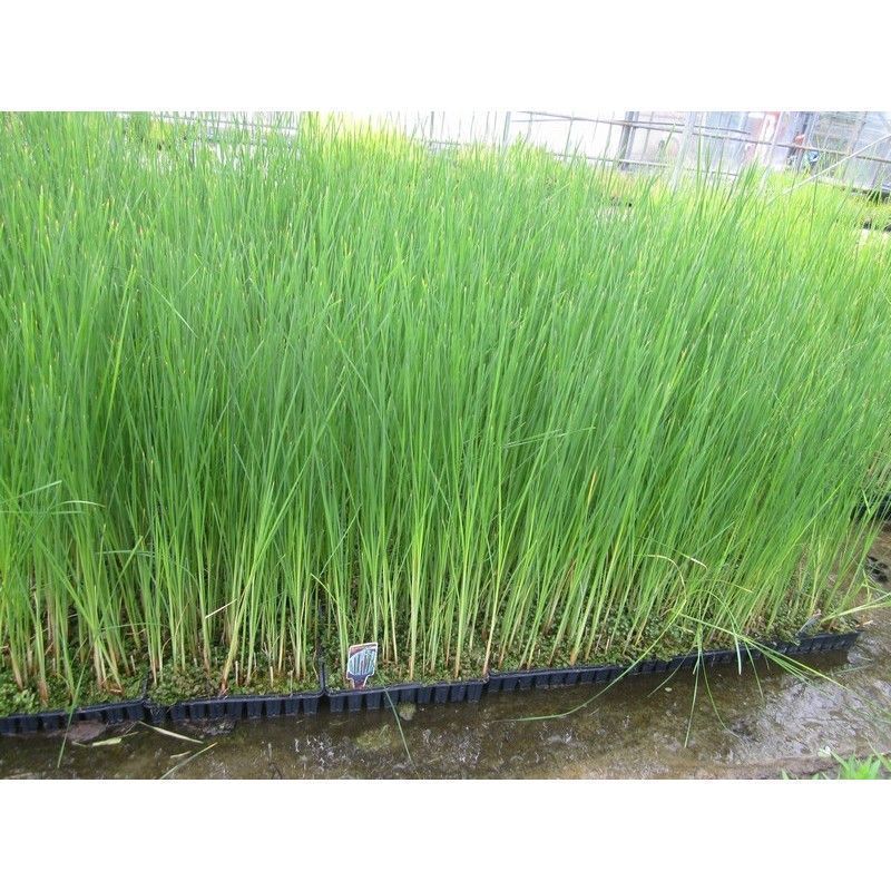 Anglo Aquatics Typha Angustifolia 1 Litre 3 Pack - Image 2