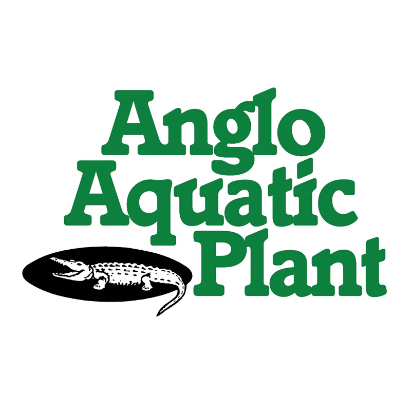 Anglo Aquatics Typha Angustifolia 1 Litre 3 Pack - Image 3