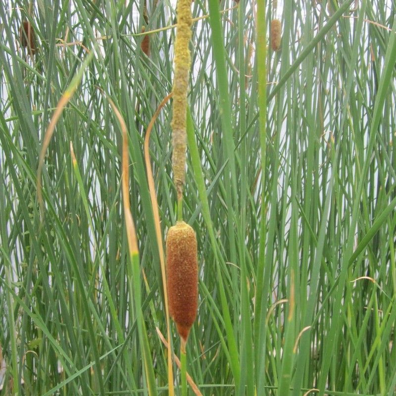Anglo Aquatics Typha Gracilis 3 Litre - Image 2