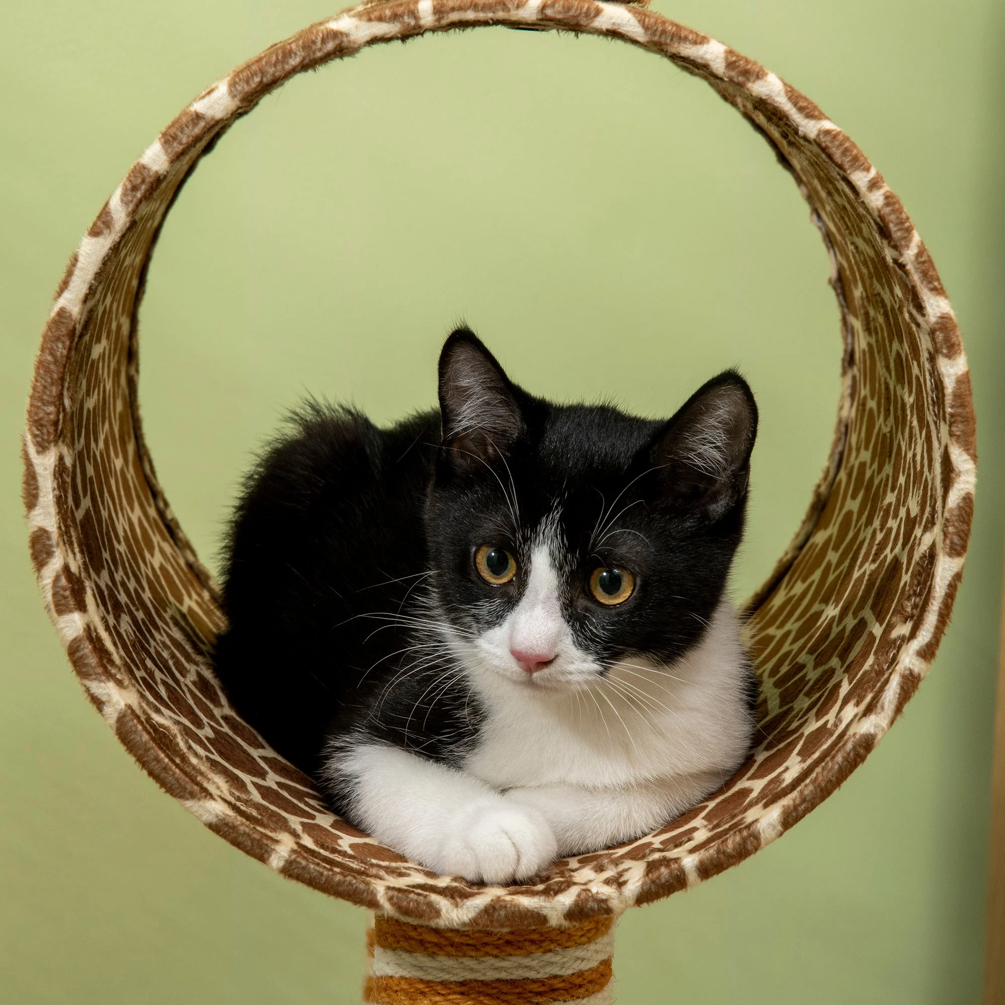 PawHut Cat Tree for Indoor Cats Cute Giraffe Kitten Play Tower with Scratching Posts Tunnel Ball Toy - Image 9